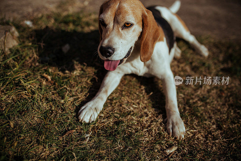 年轻女人和比格犬