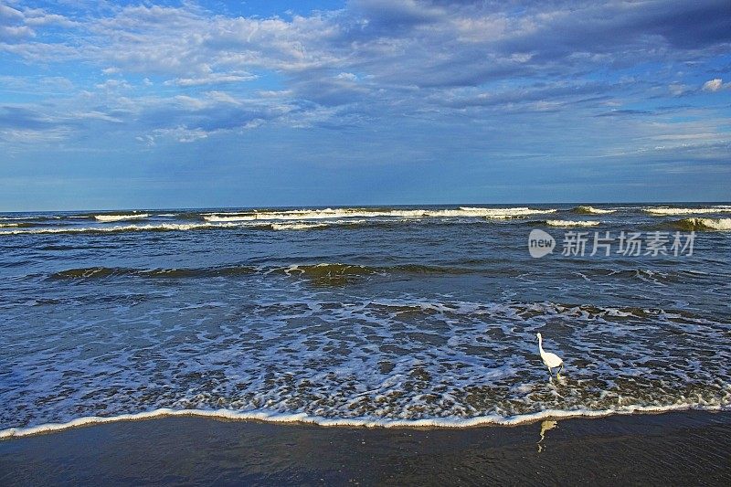 苍鹭海鸟站在海滩上与海浪在戏剧性的日出-南卡罗来纳，美国