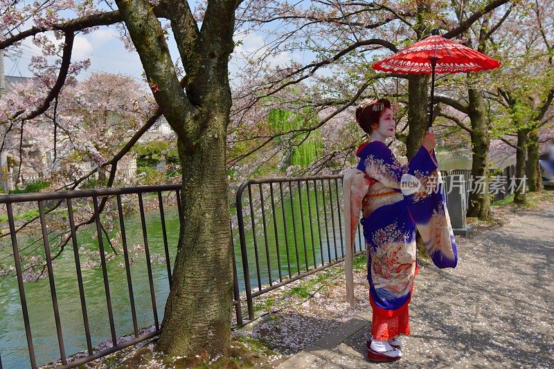穿着美子服饰的日本妇女在京都运河边欣赏樱花