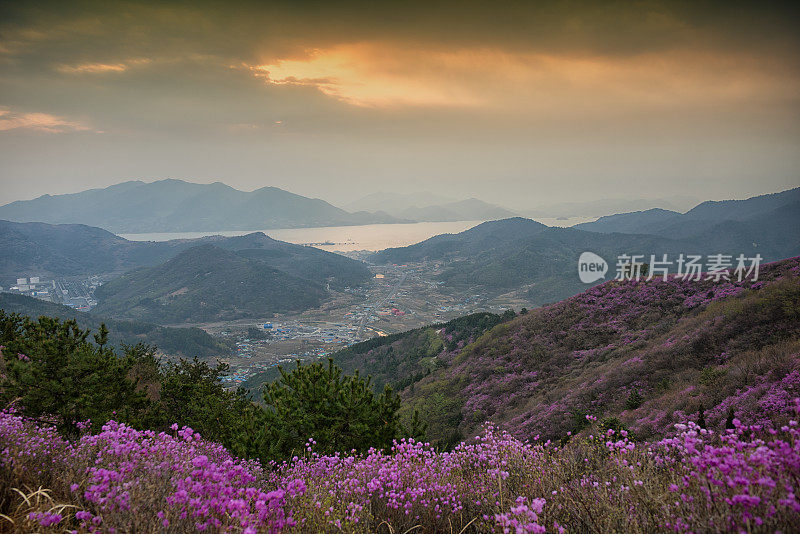 杜鹃花山上日出