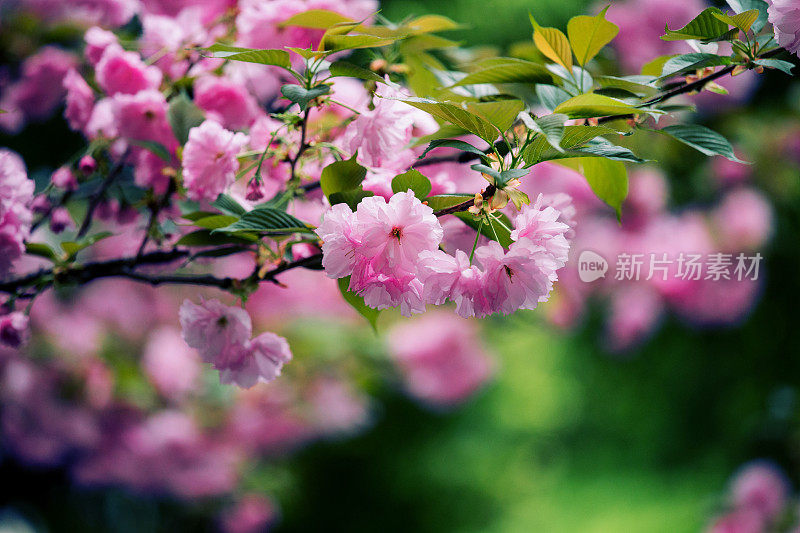 粉红色的樱花盛开在春天的背景