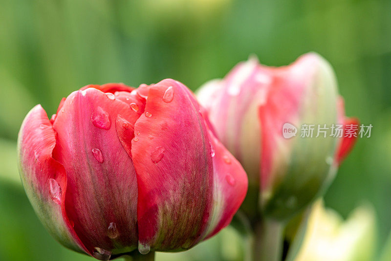 在加拿大郁金香节上的雨滴与郁金香特写，渥太华，加拿大