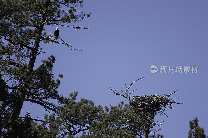 秃鹰与新生小鹰配对