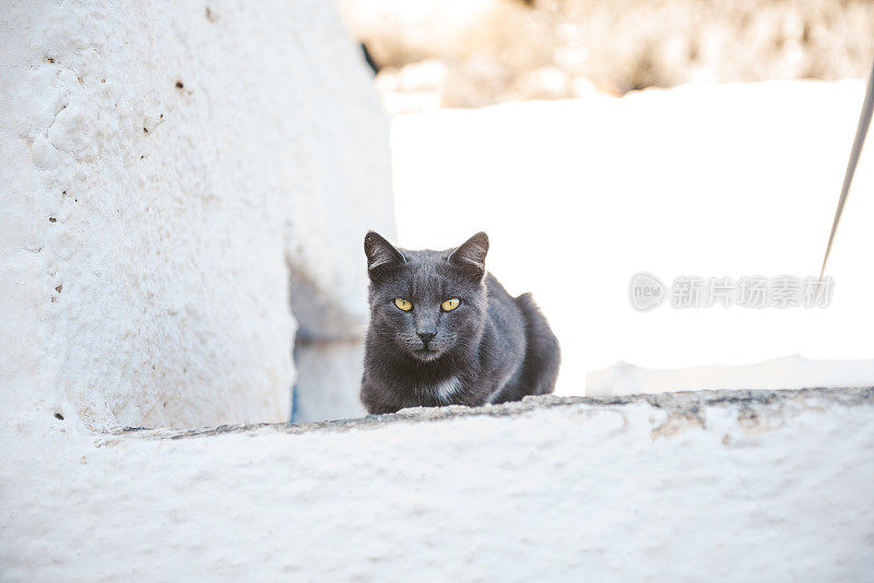 一只黑猫坐在希腊圣托里尼岛阿克罗蒂里的街道上