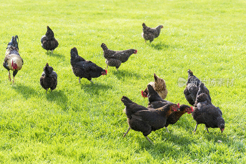 农场土壤中放养的鸡和公鸡