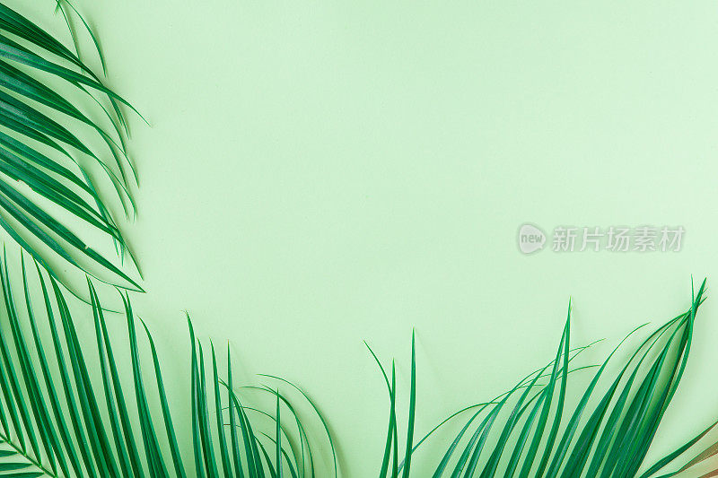 绿色背景上的绿色热带树叶的创意布局背景。最小的夏季异国情调概念与复制空间。