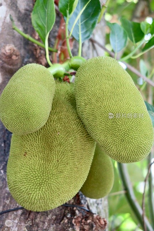 印度喀拉拉邦，在树干树皮背景下生长在杰克树上的菠萝蜜