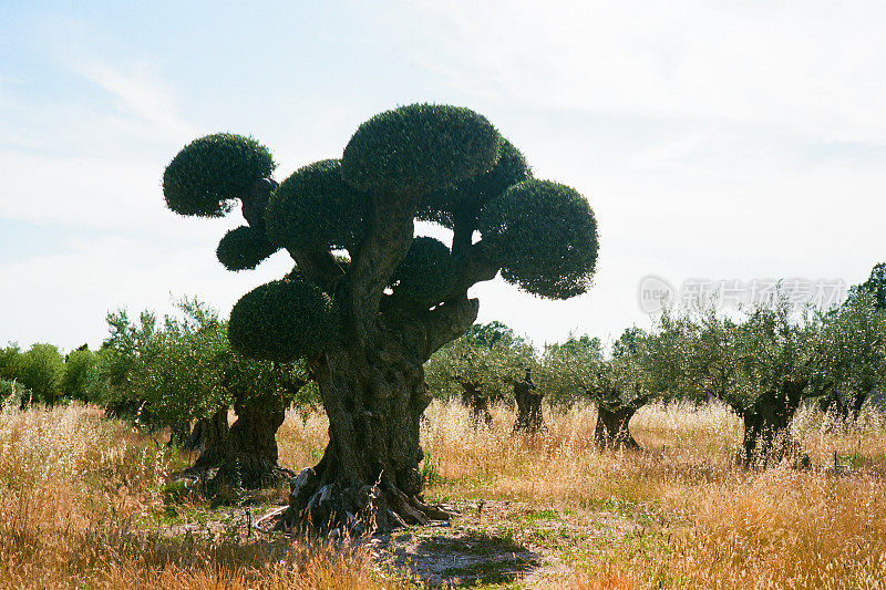 风景优美的橄榄花园，普罗旺斯，法国