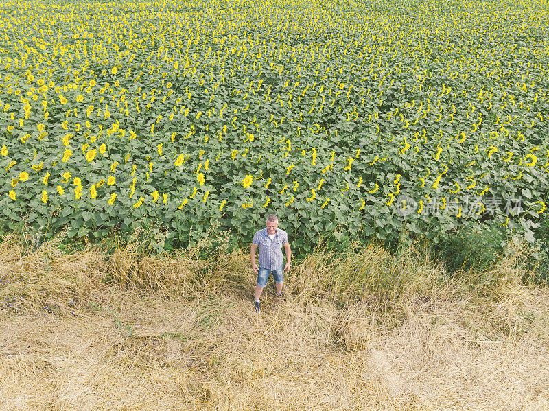 快乐的成年农民站在他丰富的农田黄色向日葵。鸟瞰图。