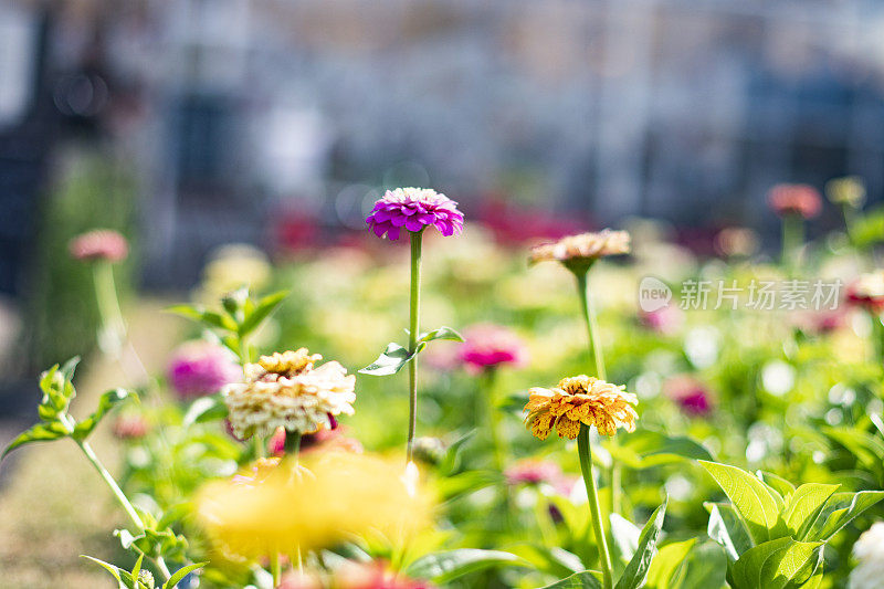 美丽的蜀葵站在城市的城市花园，近距离看