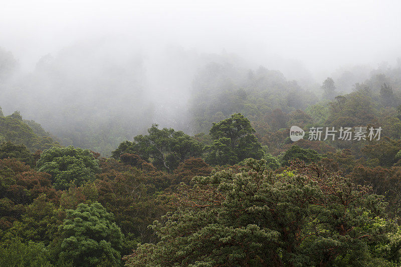 在亚瑟山口国家公园，雾气笼罩着树木