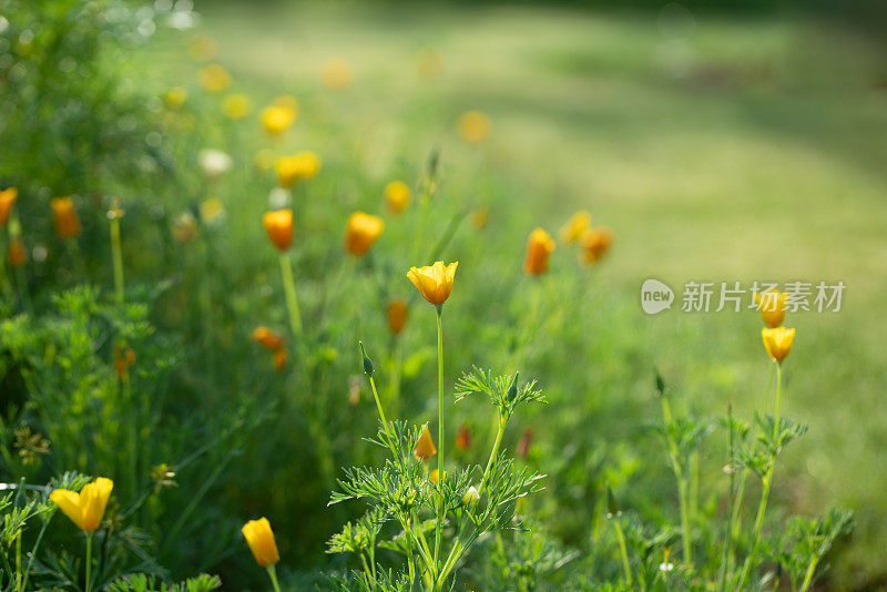 在春天的阳光下，紫荆花盛开