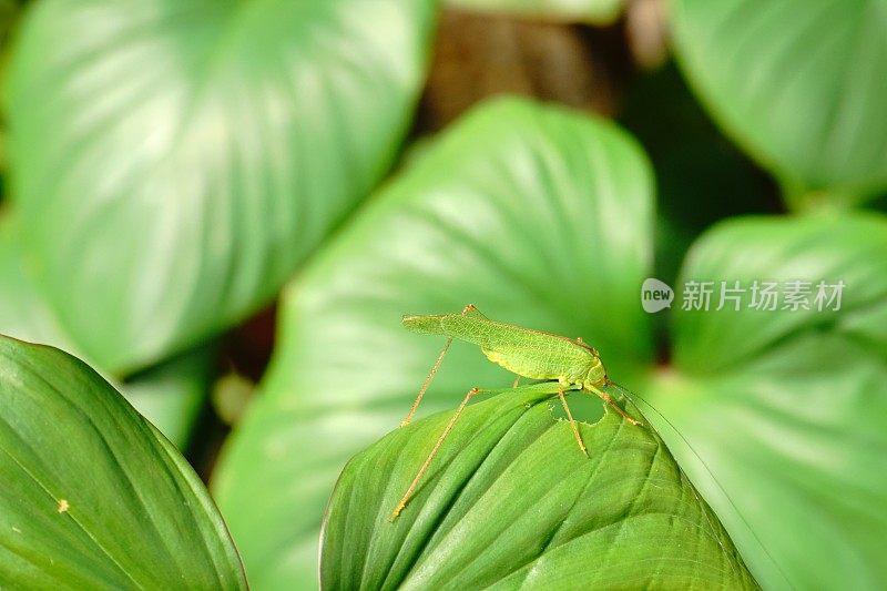 树叶花园中的热带树叶