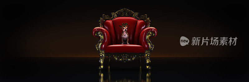 坐在椅子上戴着皇冠的狗。三维渲染