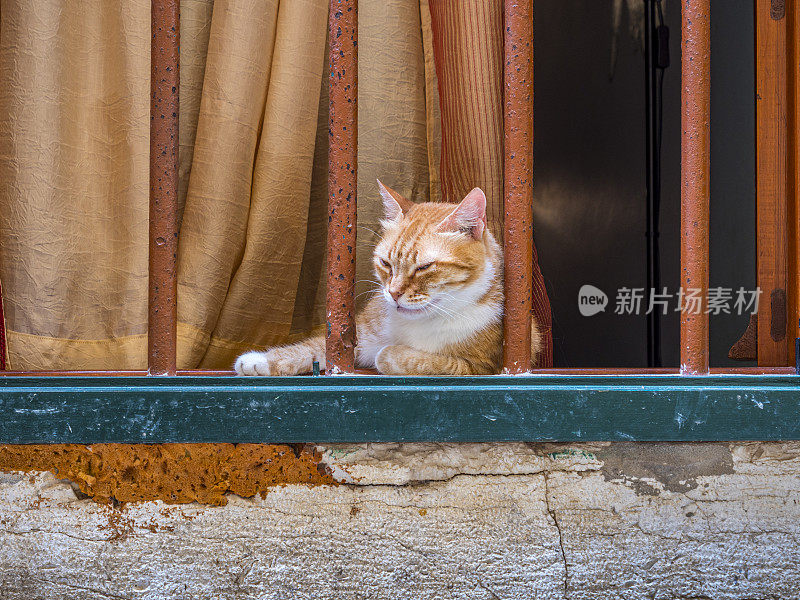 可爱的猫看着窗外