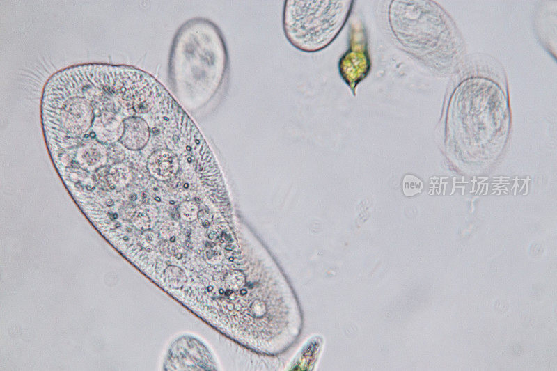 尾草履虫是显微镜下的单细胞纤毛原生动物和细菌属。