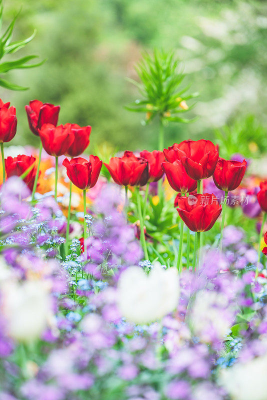 郁金香花。一束漂亮的郁金香。五颜六色的郁金香