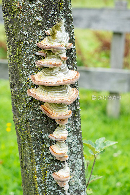 蘑菇长在树干上