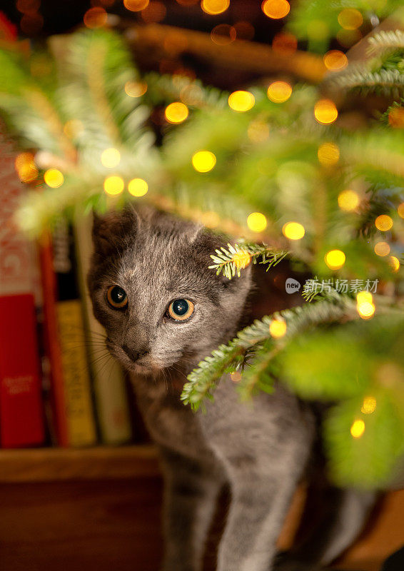 圣诞树下的小猫