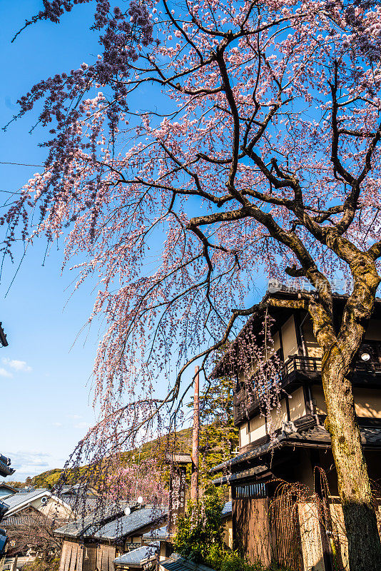 春天，日本的京都