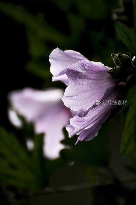 盛开的粉红色的芙蓉花