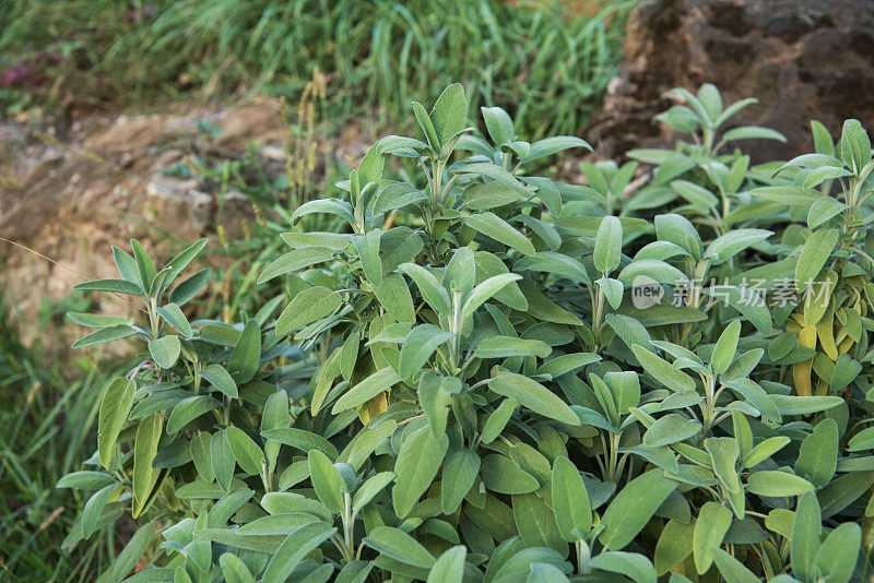 鼠尾草(丹参officinalis)植物