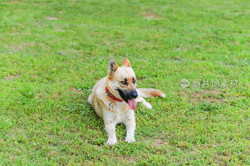 美丽的比利时玛利诺犬在自家院子里休息。