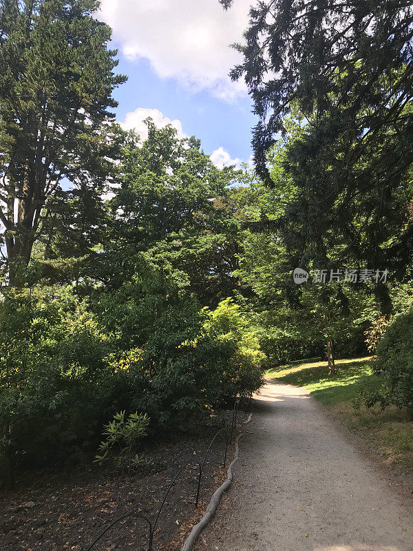 在春天的阳光下，阴凉的英国乡村小路林地隧道，山毛榉树(Fagus)，泥泞的小路，野花，被常春藤叶子覆盖的地面