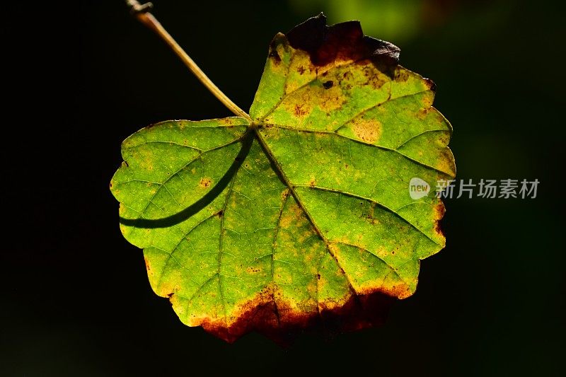 黄色的葡萄藤叶与黑色的背景和茎阴影