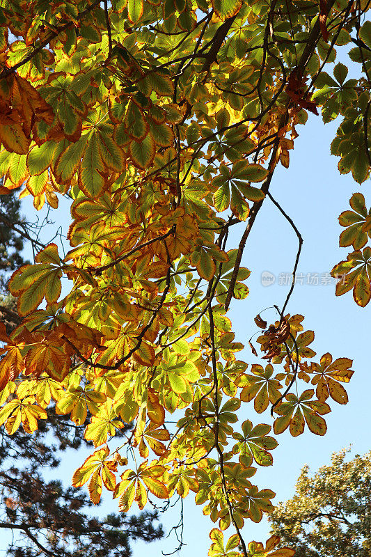 栗树的叶子在秋天的时候