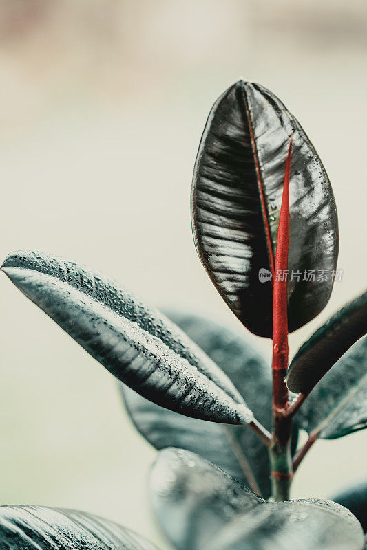 橡叶榕，橡胶植物