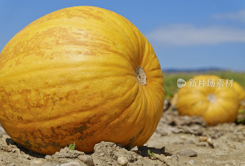 成熟的南瓜(cucurbita)。