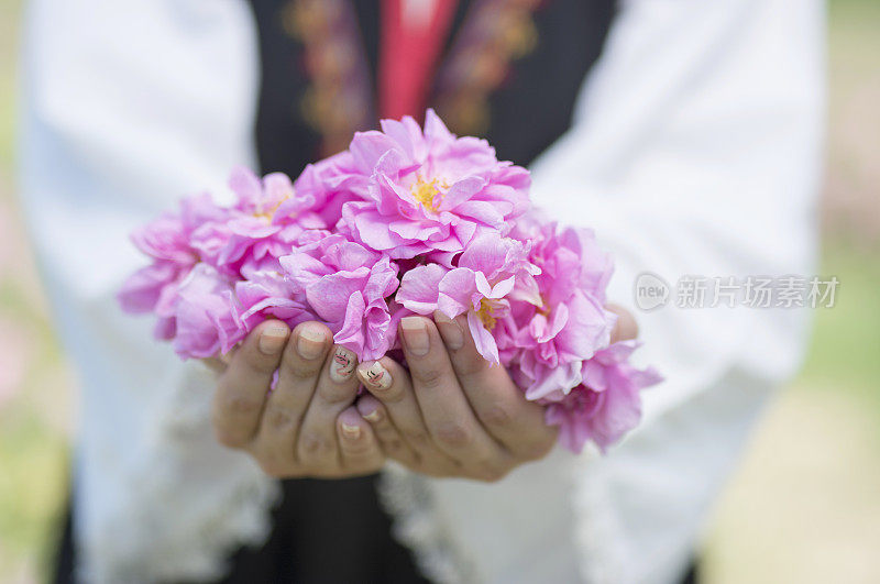 女人拿着摘玫瑰精油。