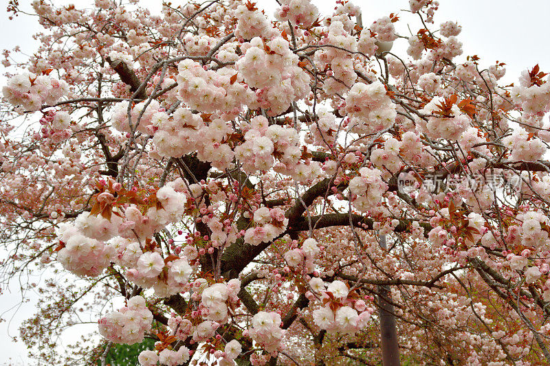 东京樱花盛开，重瓣樱