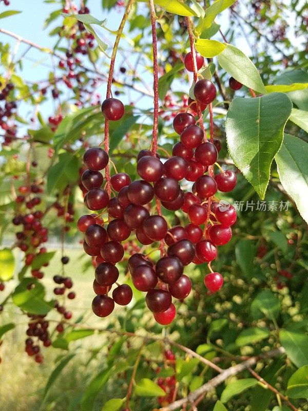 树枝上的Chokecherry水果。