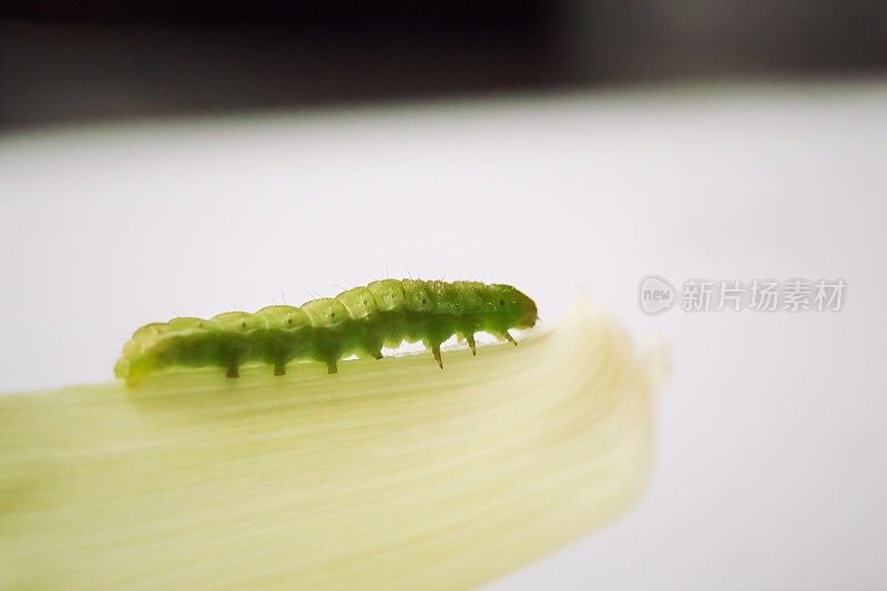 在新鲜的穗轴背景上的绿叶上的毛虫特写