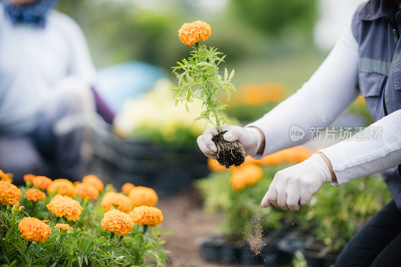 种花