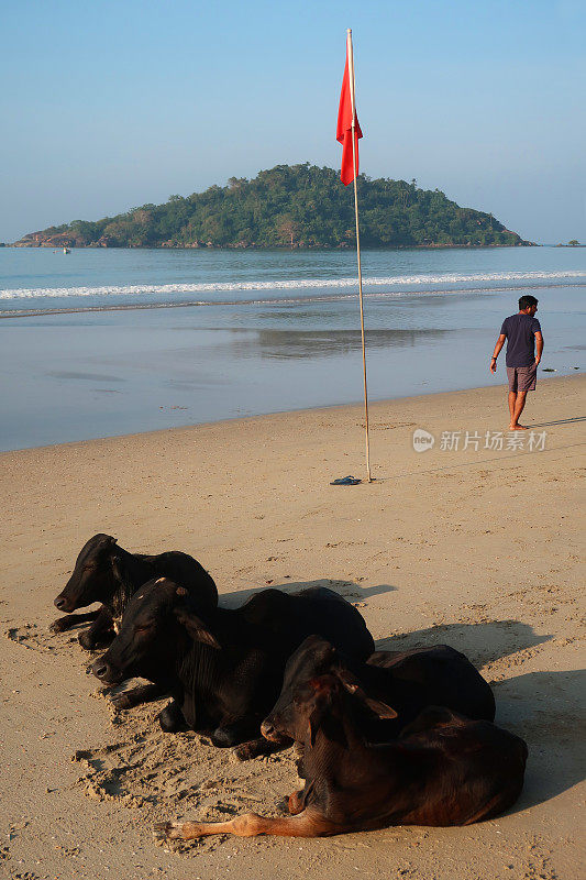 这是一组三头棕色印度圣牛躺在海滩上，旁边是救生员的旗帜，野牛在水边的沙子上休息，帕洛伦海滩，印度南部果阿