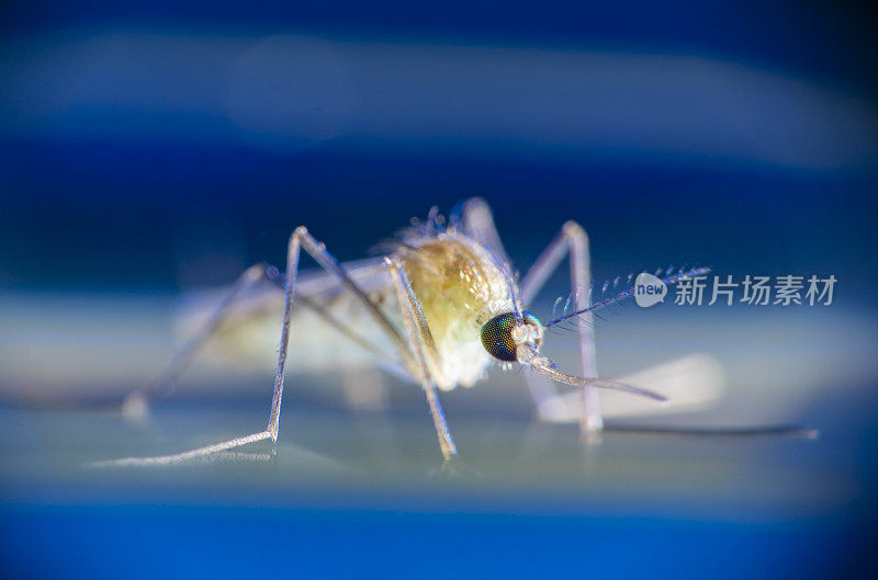 淡库蚊在水面上