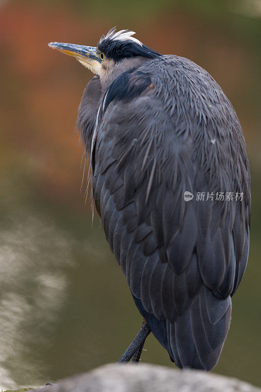 野生动物