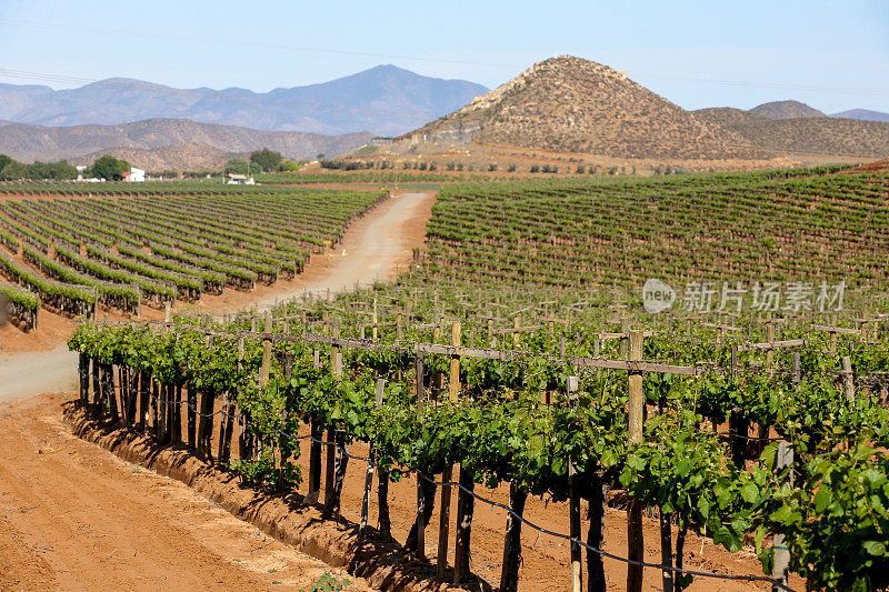 墨西哥下加利福尼亚瓜达卢佩谷珍贵的葡萄园全景