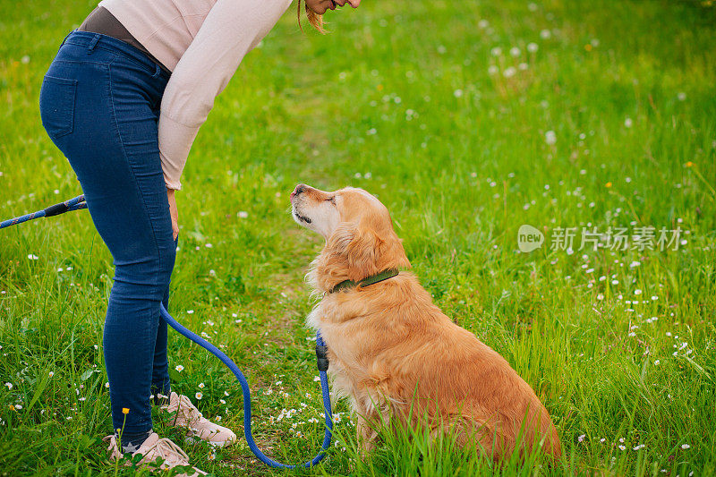 和金毛猎犬一起散步的女人