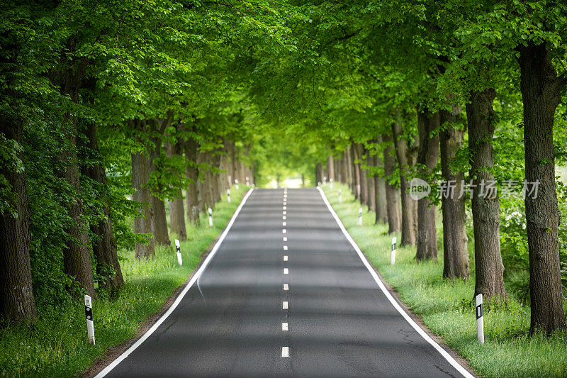 树木之间的道路