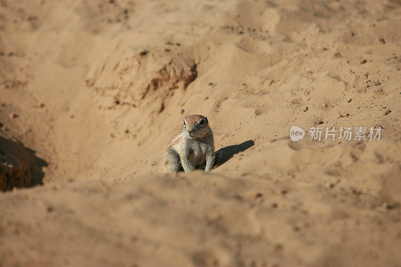 喀拉哈里沙漠的角地松鼠。