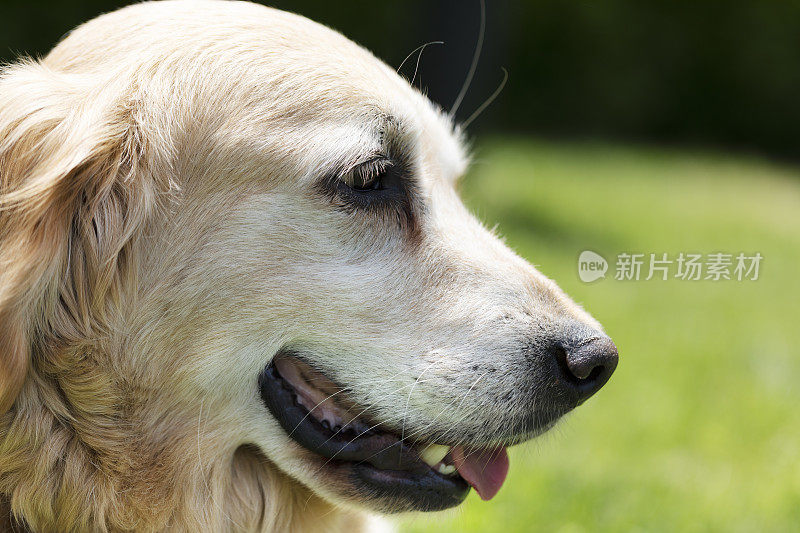 金毛猎犬