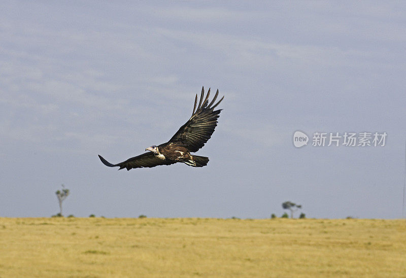 蒙面秃鹫，坏死性秃鹫，飞行中的成人，马赛马拉公园在肯尼亚