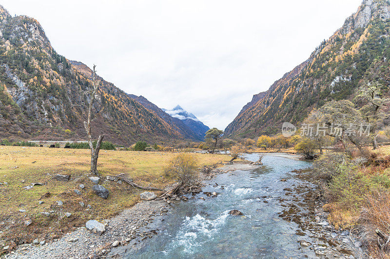 森林和树木景观纹理背景，色彩斑斓的自然景观风景亚丁，香格里拉，中国，西藏山区的秋天