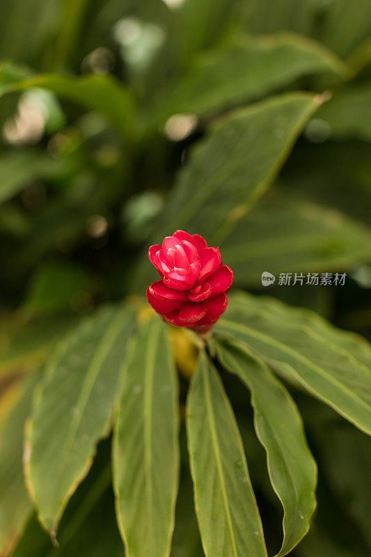 珍稀热带植物和花卉在明亮的自然光