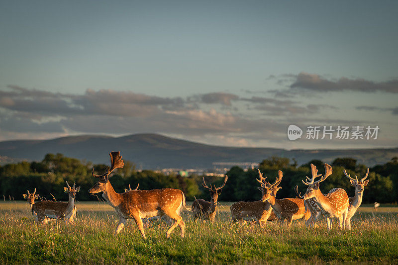 都柏林凤凰公园傍晚的阳光下，一群休閒的小鹿在草地上休息