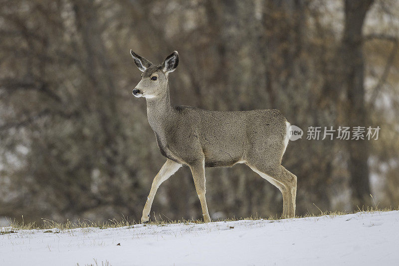 鹿在雪中安静的休息区域发出警报